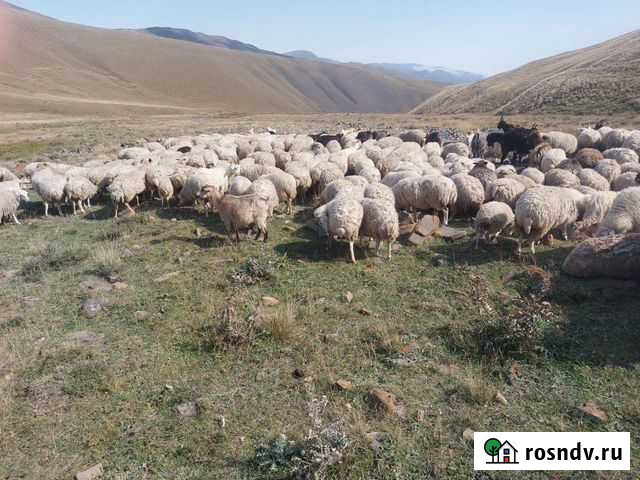 Овцематки Ахты - изображение 1