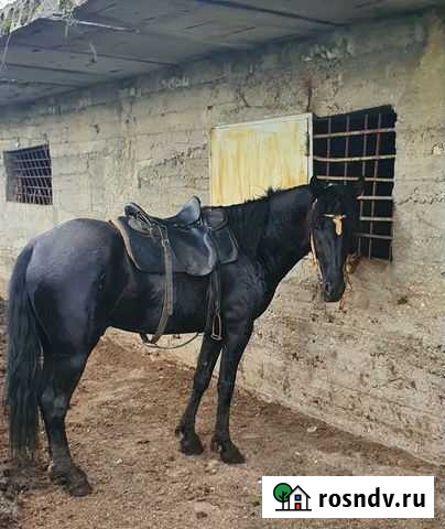 Жеребец Первомайское - изображение 1