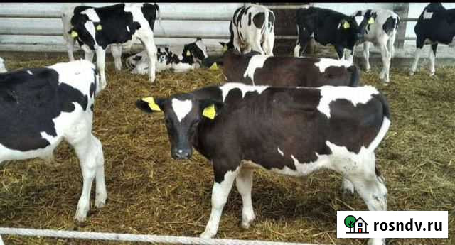 Телята с доставкой на дом Котово - изображение 1