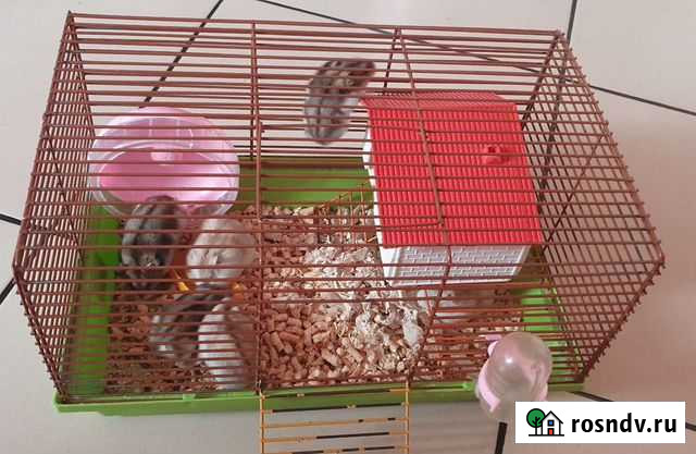 Джунгарский хомяк Прохладный - изображение 1