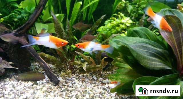 Меченосцы Санта Клаус, розовые и лимонные орнатусы Самара - изображение 1