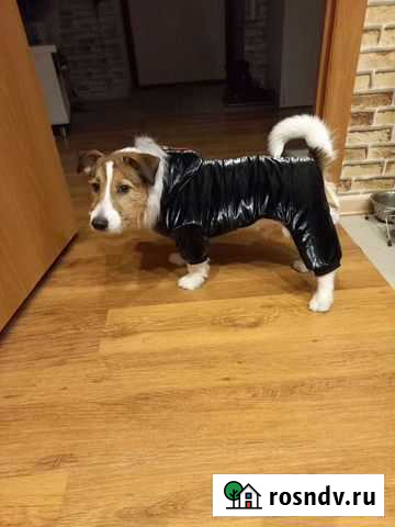 Одежда для собак Череповец - изображение 1