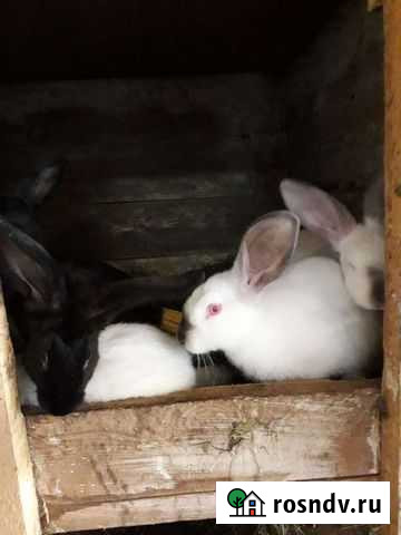 Кролик Ракитное - изображение 1