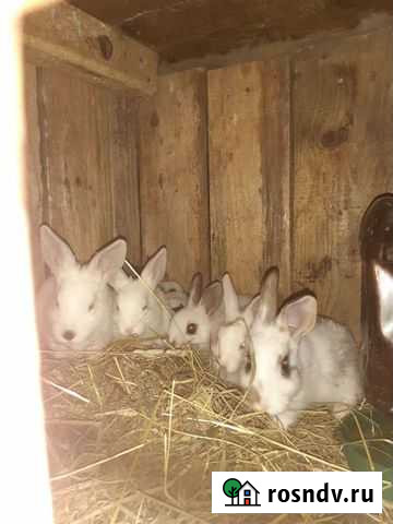 Кролики разных возрастов Спирово - изображение 1