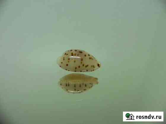 Морская раковина - Cypraea punctata persticta Владивосток