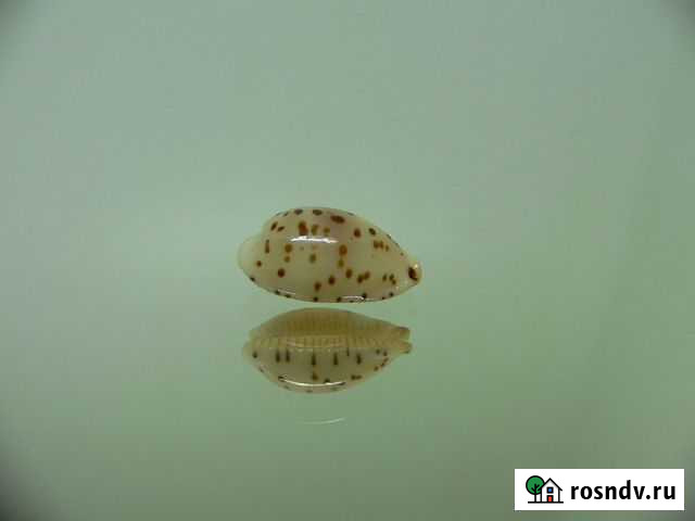 Морская раковина - Cypraea punctata persticta Владивосток - изображение 1