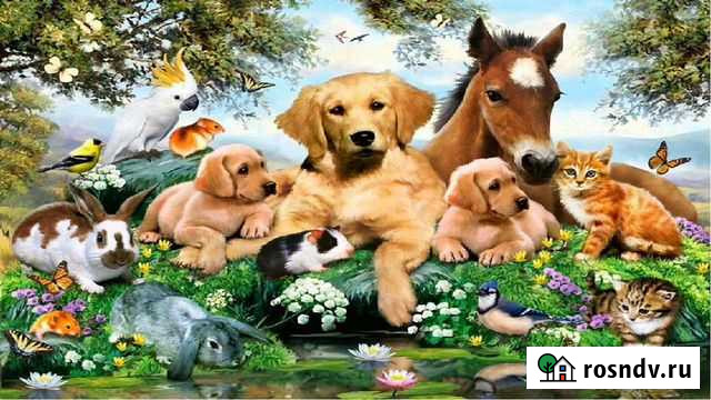 Передержка всех видов животных Кострома - изображение 1