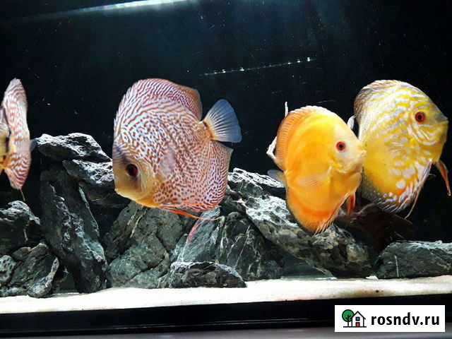 Дискусы аквариум Калининград - изображение 1