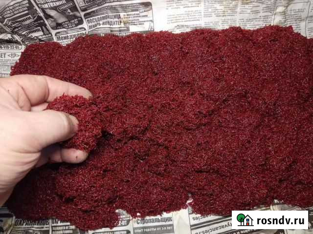 Мотыль кормовой живой Симоненко - изображение 1