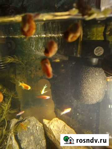 Улитки аквариумные Красноярск - изображение 1