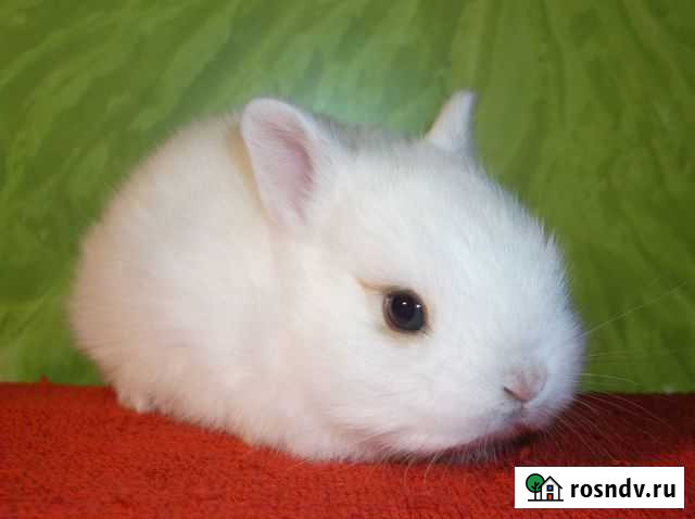 Карликовый кролик. Читайте текст объявления Москва - изображение 1