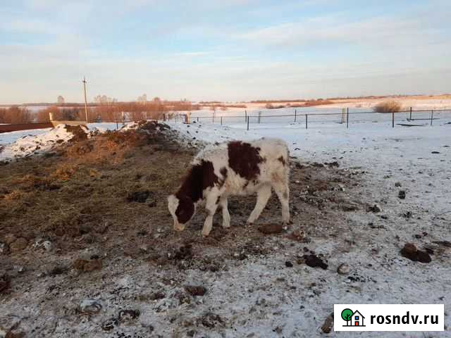 С/х животные Шадринск - изображение 1