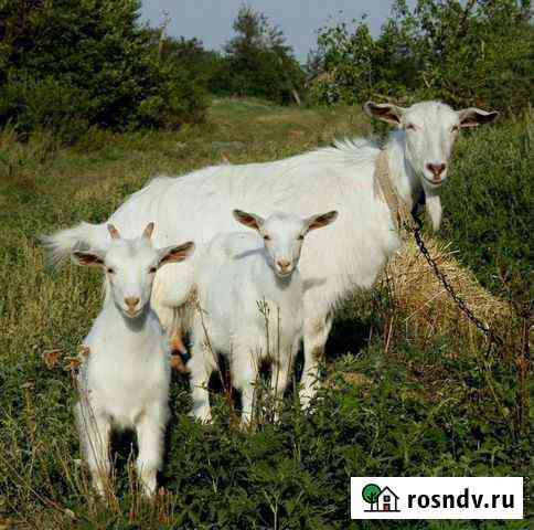 Коза и козлята Белогорск