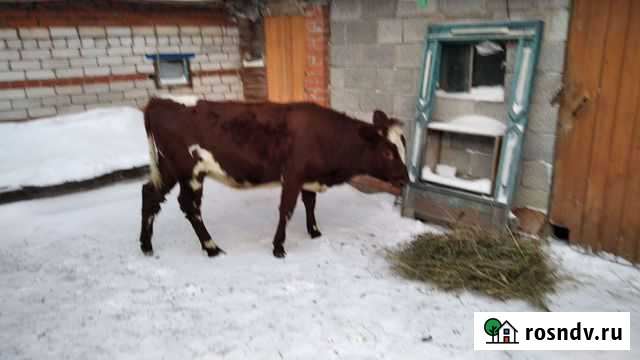 Телка Чебоксары - изображение 1