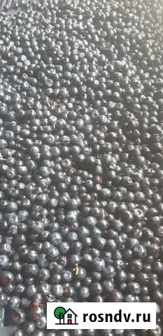 Черника свежезамороженая Томск - изображение 1