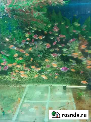 Рыбки аквариумные Михайловка - изображение 1