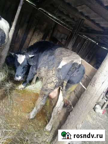 Быки на мясо тёлки Москва - изображение 1