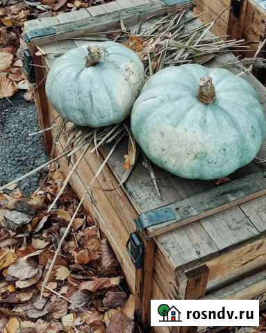 Тыква Иловля - изображение 1