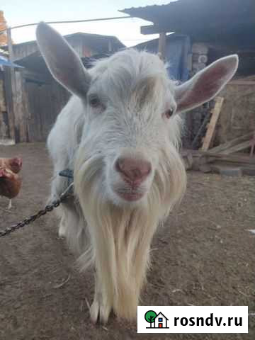 Козел зааненский для огула Выкса - изображение 1