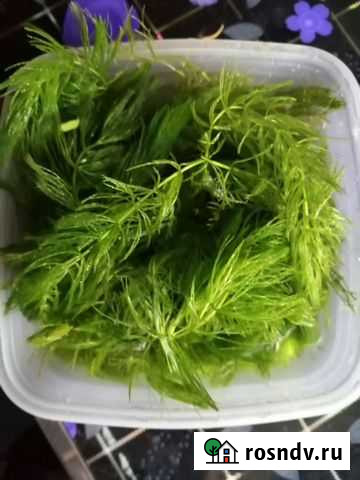 Водоросли для аквариума роголистник Иркутск - изображение 1
