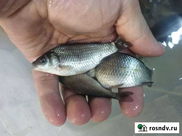 Карась живец 5-7см,дикий,упитанный.мо Москва - изображение 1