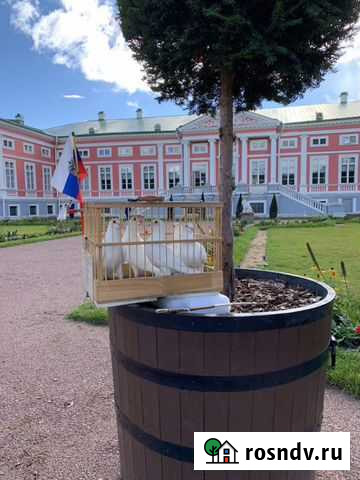 Голуби на свадьбу в Кусково Москва - изображение 1