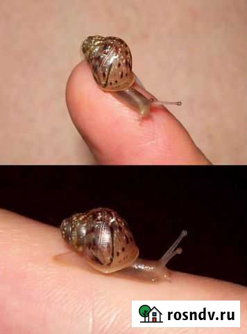 Улитки ахатины альбино Череповец - изображение 1