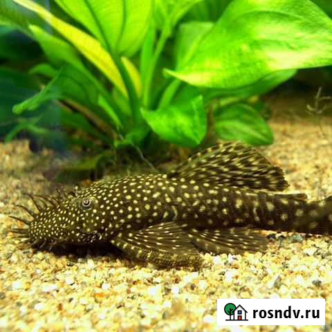 Сомики анцитрусы Новосибирск - изображение 1