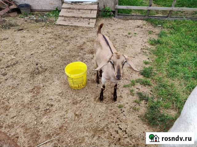 Козочки Альпо нубийские Можайск - изображение 1