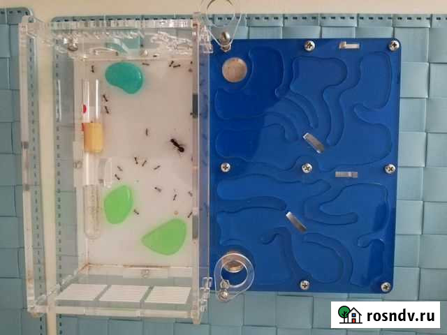 Формикарий Бирск - изображение 1