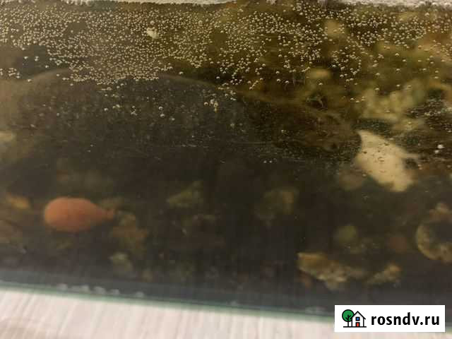 Тритон Казань - изображение 1