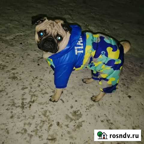 Комбинезон для маленькой собаки Березовский - изображение 1