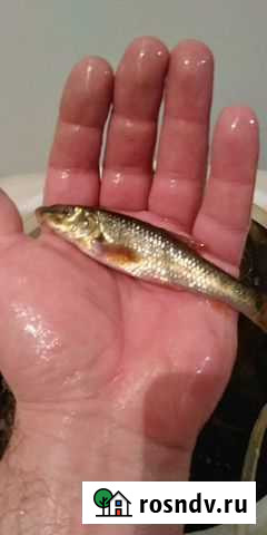 Продам живца пескарь чебак Шумиха - изображение 1