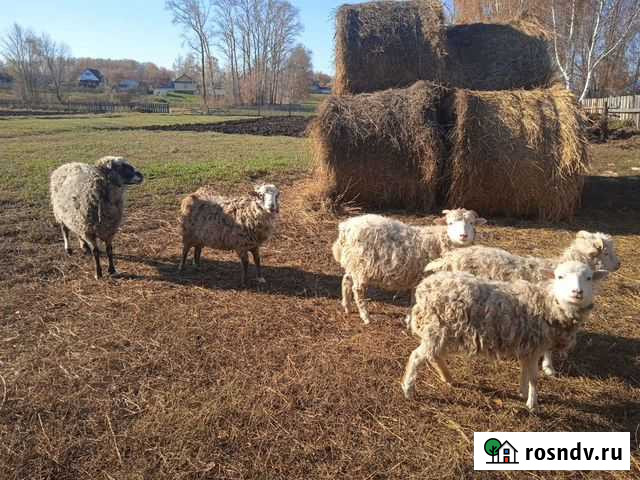 Овцы и ягнята Янаул - изображение 1