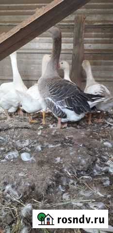 Гуси линда Началово - изображение 1