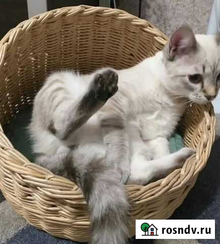 Лежанка для Майкоп - изображение 1