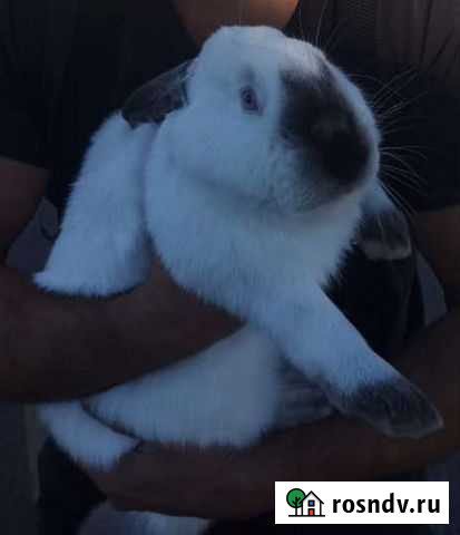 Кролики Мещовск - изображение 1