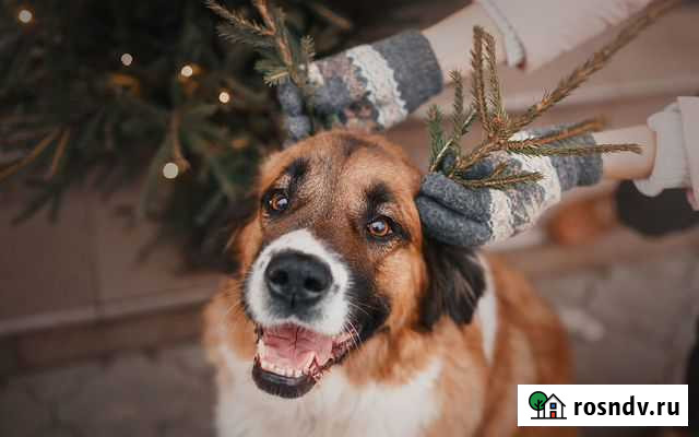 Передержка собак Воронеж - изображение 1