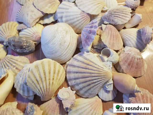 Ракушки для аквариума Нижний Новгород - изображение 1