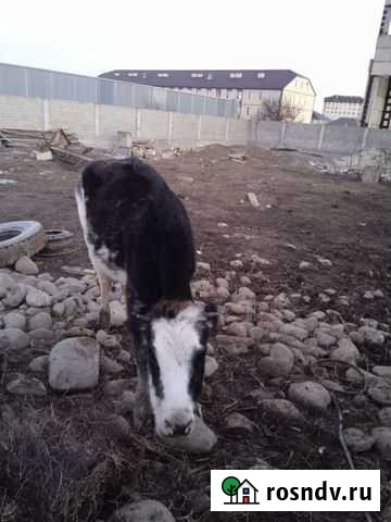 Корова Махачкала - изображение 1