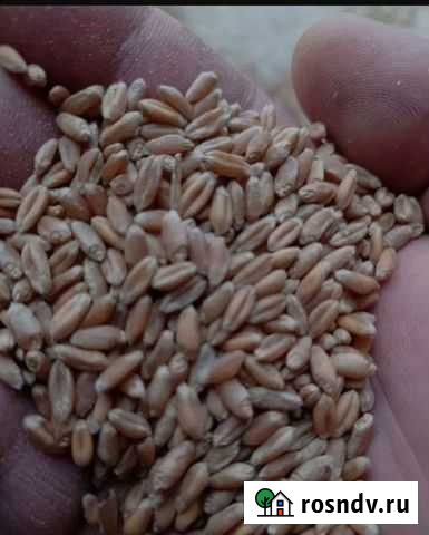 Пшеница дробленная зерно кукуруза ячмень для уток Хасавюрт - изображение 1