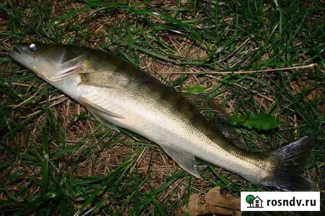 Свежий судак Нижний Новгород - изображение 1