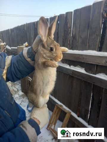 Кролики Абакан - изображение 1