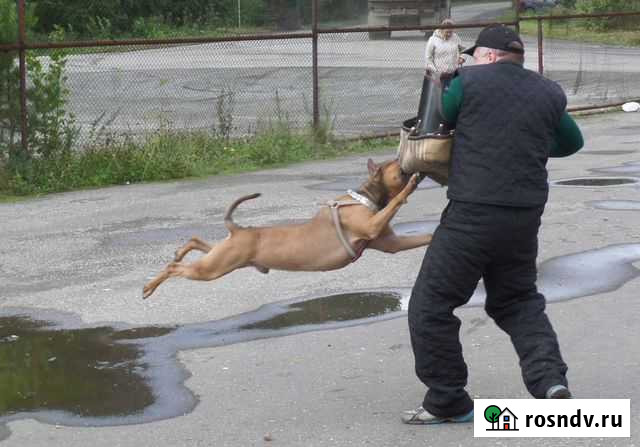 Дрессировка Ревда - изображение 1
