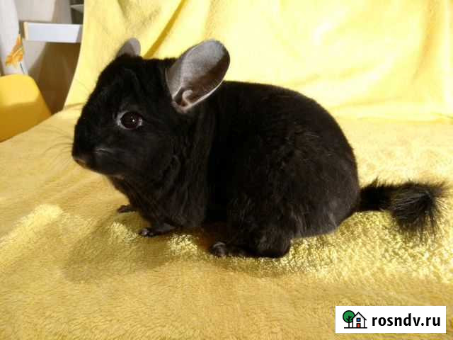 Шиншила(самец) 4 года Москва - изображение 1