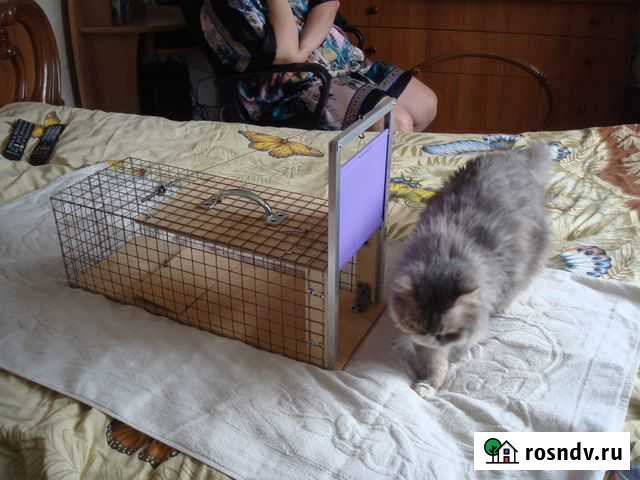 Клетка, ловушка, живоловка на крыс, хомяков Пермь - изображение 1