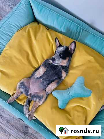 Лежанки для животных Мурино - изображение 1