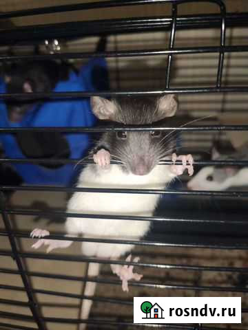 Крыса Йошкар-Ола - изображение 1