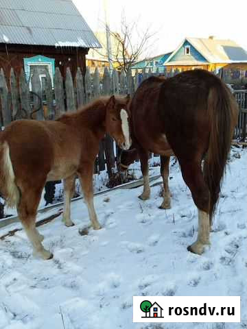 Лошади Нижняя Тура - изображение 1