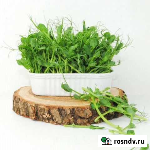 Микрозелень горошек Самара - изображение 1